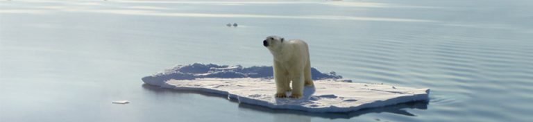 Geld und Klima Ein Eisbär steht allein auf einem kleinen Eisberg im Ozean.